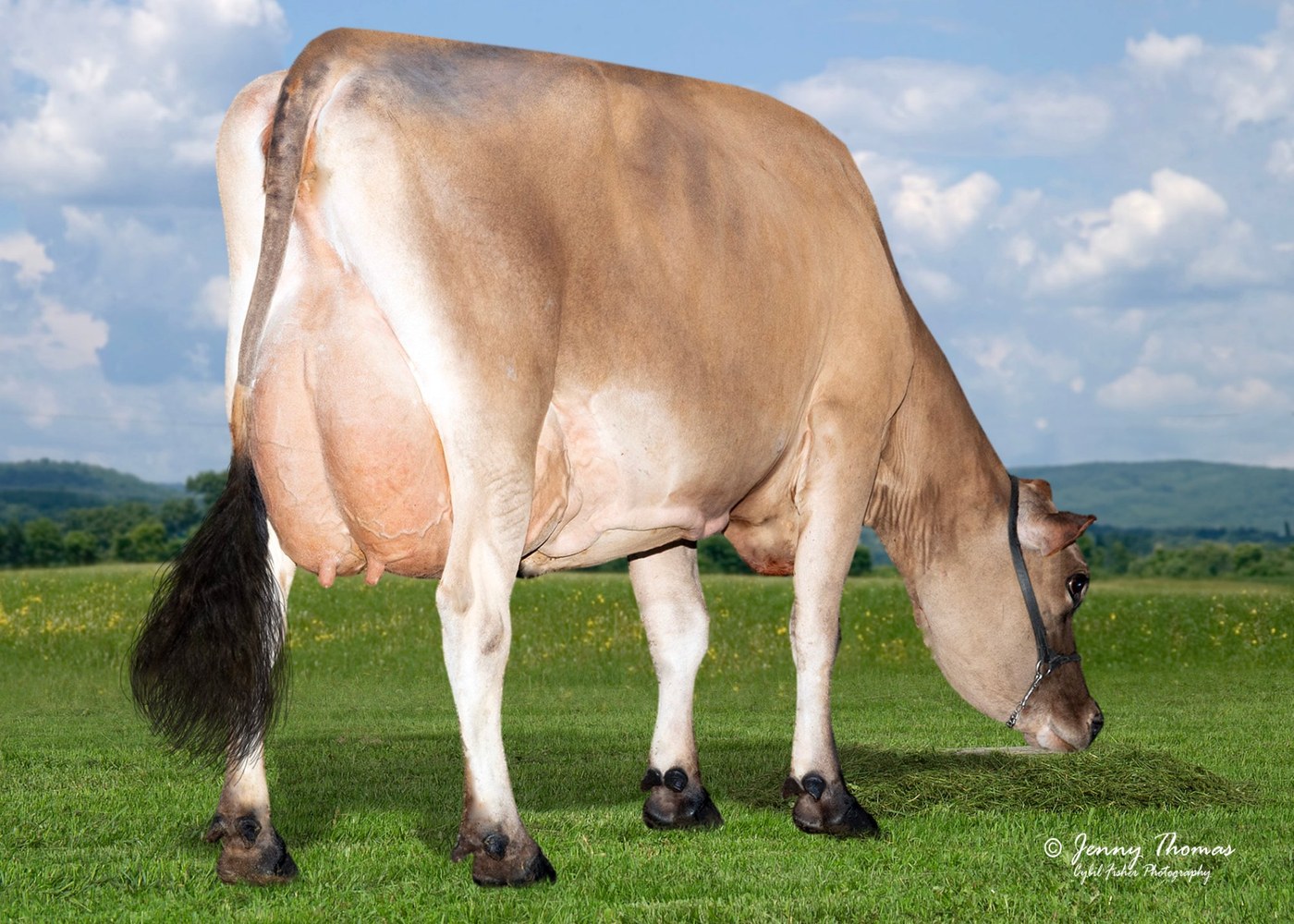 JX Primus Thrasher Caity 53619 {5}-ET